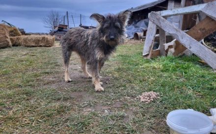 Happy End für Struppi gesucht