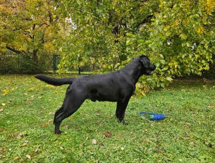 Labrador Deckrüde mit FCI Ahnentafel