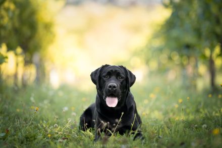 Labrador Deckrüde mit FCI Ahnentafel