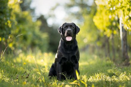 Labrador Deckrüde mit FCI Ahnentafel
