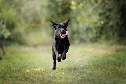 Labrador Deckrüde mit FCI Ahnentafel