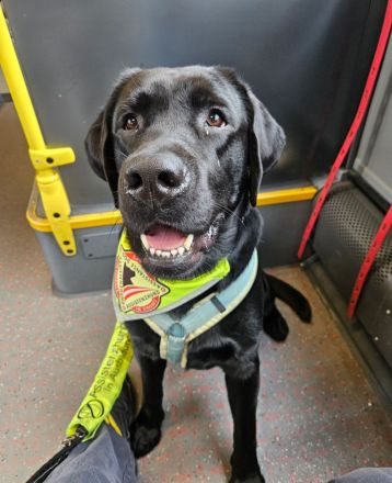 Labrador Deckrüde mit FCI Ahnentafel