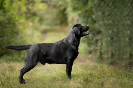 Labrador Deckrüde mit FCI Ahnentafel