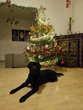 Labrador Deckrüde mit FCI Ahnentafel