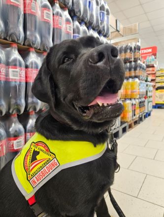 Labrador Deckrüde mit FCI Ahnentafel