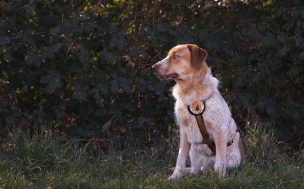 Alisa sucht Menschen mit großem Herz