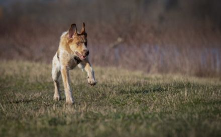 Alisa sucht Menschen mit großem Herz
