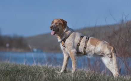 Alisa sucht Menschen mit großem Herz
