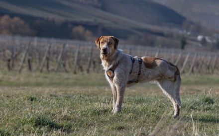 Alisa sucht Menschen mit großem Herz
