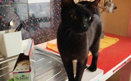 Die charmante Skadi möchte umziehen!