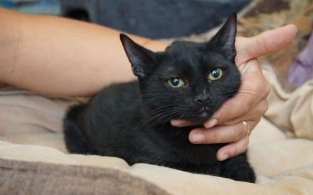 Die charmante Skadi möchte umziehen!