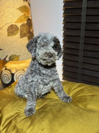Lagotto Romagnolo Puppy FCI