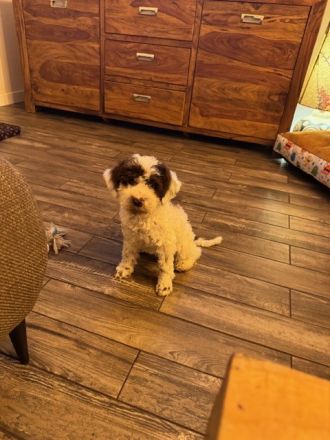 Lagotto Romagnolo Puppy FCI