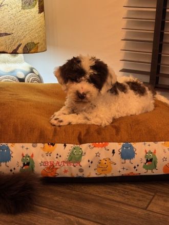 Lagotto Romagnolo Puppy FCI
