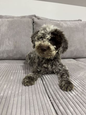 Lagotto Romagnolo Puppy FCI