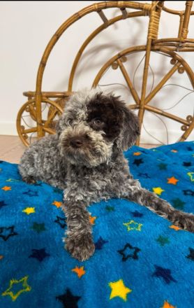 Lagotto Romagnolo Puppy FCI