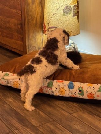 Lagotto Romagnolo Puppy FCI