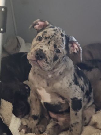 Old Englisch Bulldoggen welpen