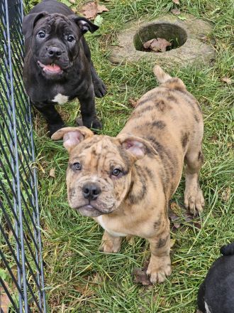 Old Englisch Bulldoggen welpen