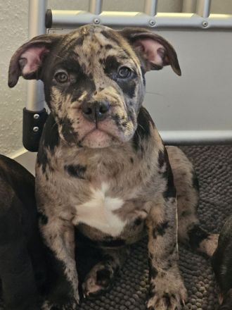 Old Englisch Bulldoggen welpen