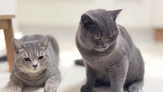 2 BKH Brüder 8 Monate Checkheft gepflegt 🤗