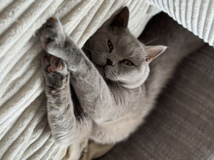 BKH reinrassig kitten Bärchen lilac Creme