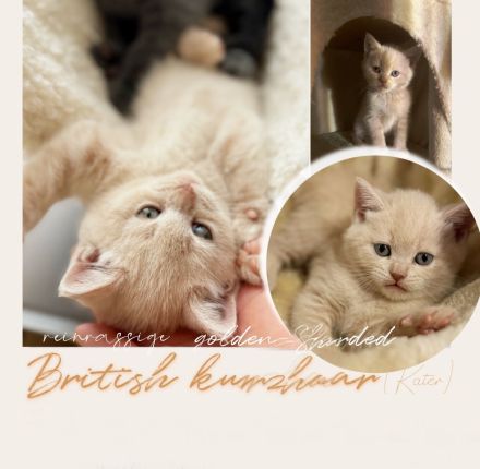 BKH reinrassig kitten Bärchen lilac Creme