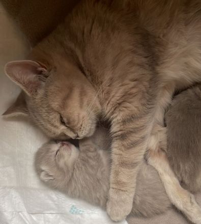 BKH reinrassig kitten Bärchen lilac Creme