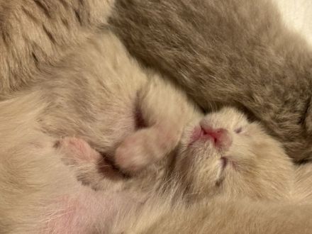 BKH reinrassig kitten Bärchen lilac Creme