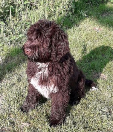 Portugiesischer Wasserhund Welpen