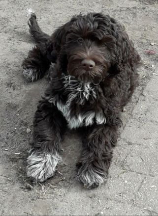 Portugiesischer Wasserhund Welpen