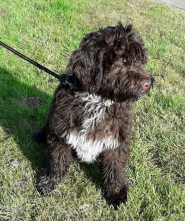 Portugiesischer Wasserhund Welpen