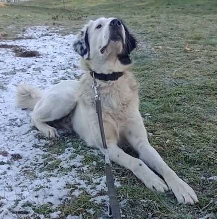 Käpt‘n Blaubär, geb. ca. 01/2023, lebt bei einer Familie in 09514 Pockau