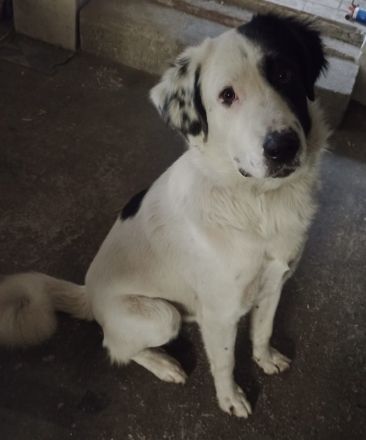 Käpt‘n Blaubär, geb. ca. 01/2023, lebt bei einer Familie in 09514 Pockau