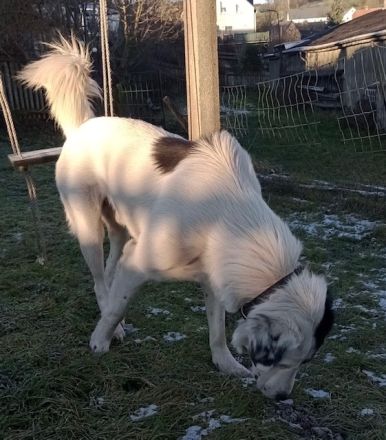 Käpt‘n Blaubär, geb. ca. 01/2023, lebt bei einer Familie in 09514 Pockau