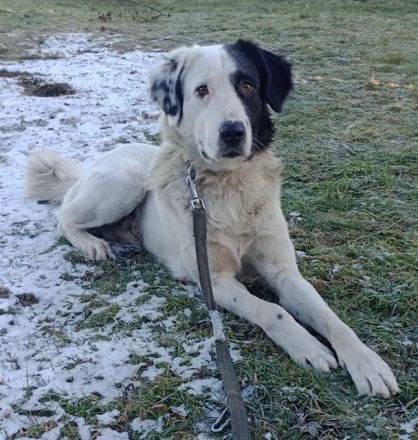 Käpt‘n Blaubär, geb. ca. 01/2023, lebt bei einer Familie in 09514 Pockau