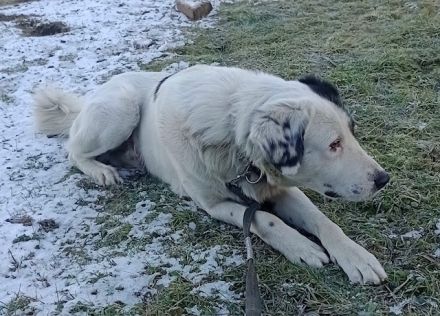 Käpt‘n Blaubär, geb. ca. 01/2023, lebt bei einer Familie in 09514 Pockau