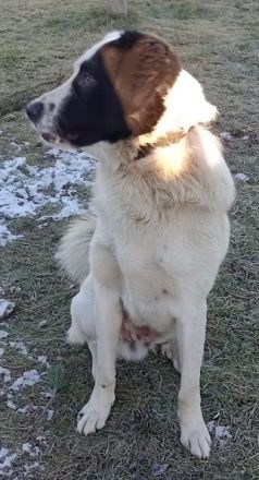 Käpt‘n Blaubär, geb. ca. 01/2023, lebt bei einer Familie in 09514 Pockau