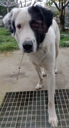 Käpt‘n Blaubär, geb. ca. 01/2023, lebt bei einer Familie in 09514 Pockau