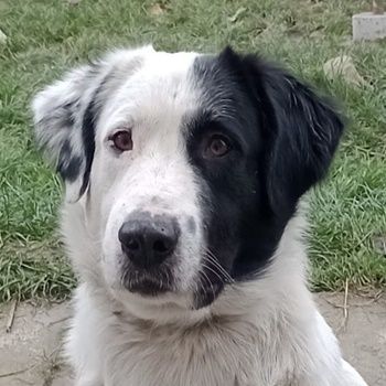 Käpt‘n Blaubär, geb. ca. 01/2023, lebt bei einer Familie in 09514 Pockau