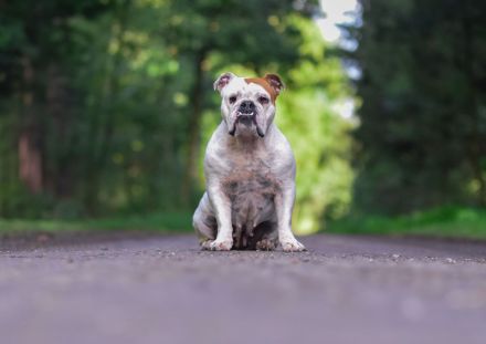 Weihnachtswunder für Bertha?
