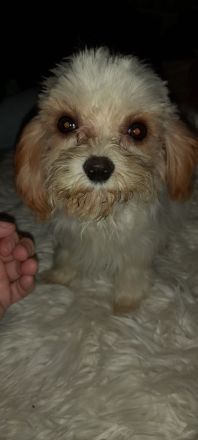 Cavapoo Mix
