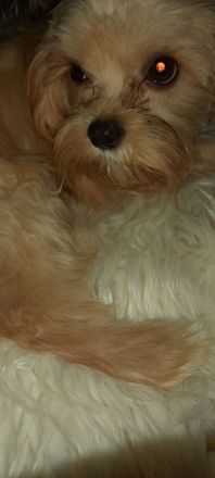 Cavapoo Mix