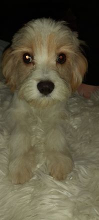 Cavapoo Mix