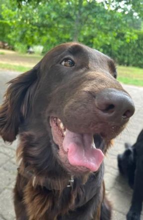 Flat Coated Retriever Welpen