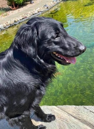 Flat Coated Retriever Welpen