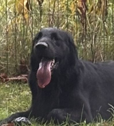 Flat Coated Retriever Welpen