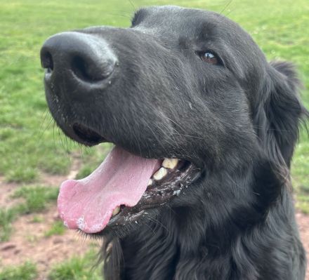 Flat Coated Retriever Welpen