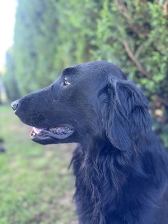 Flat Coated Retriever Welpen