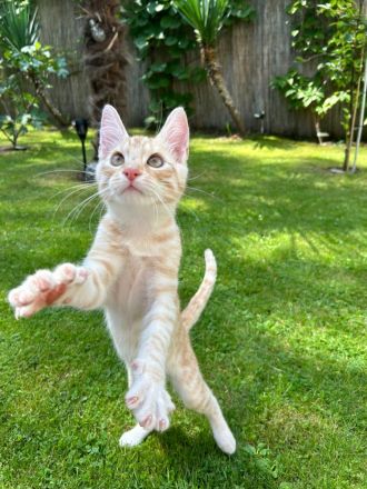 Norwegische Waldkatze